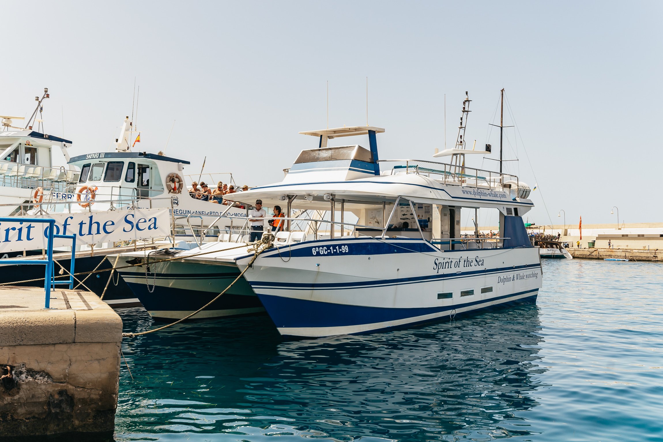 Dolphin Watching Cruise from Puerto Rico, Gran Canaria