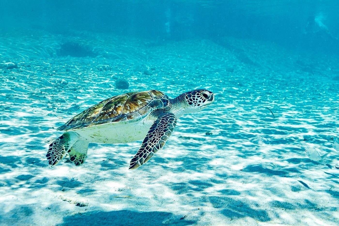 Sea Turtle Snorkeling & Beach Tour