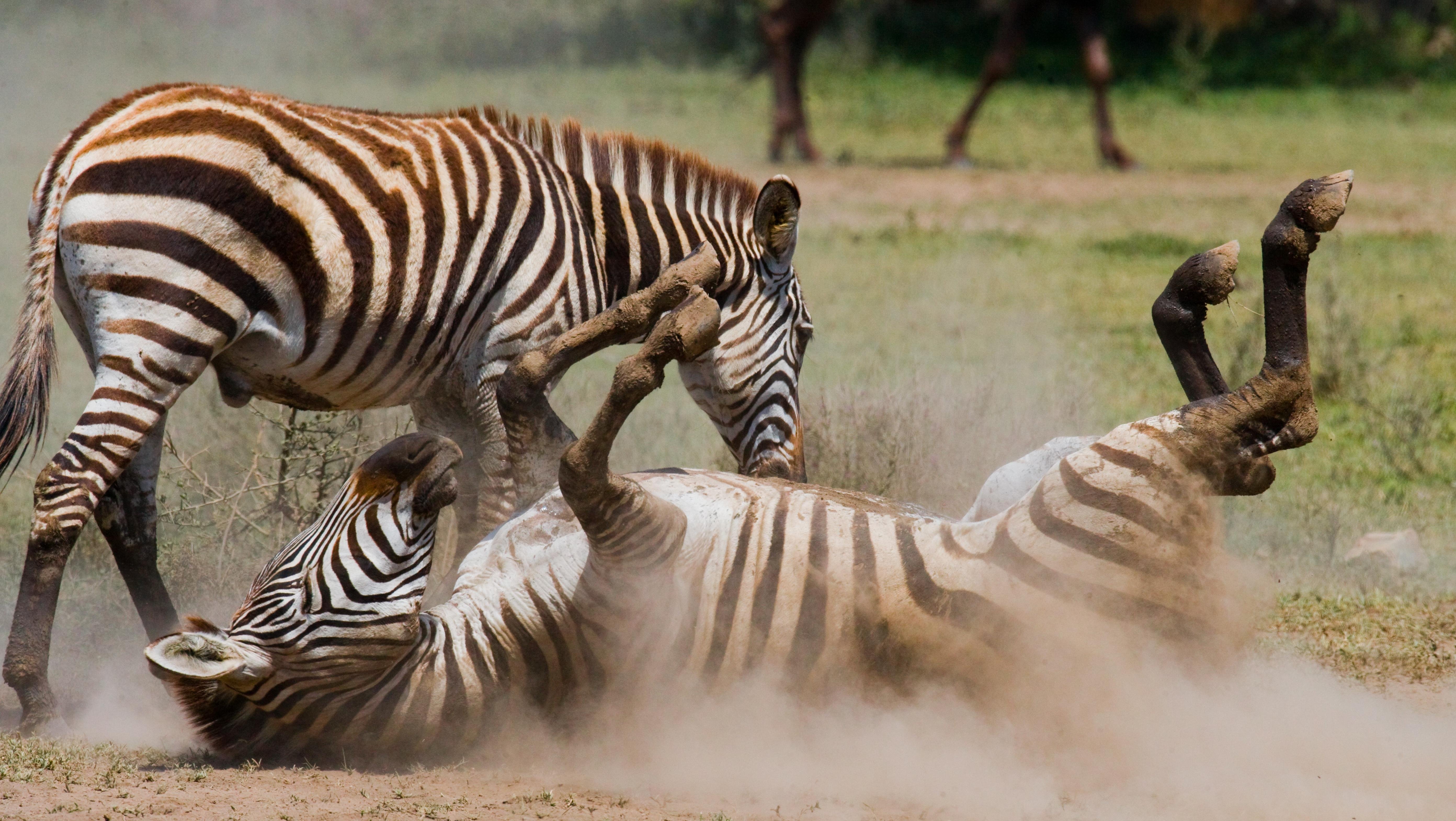 Maasai Mara Day Safari from Nairobi