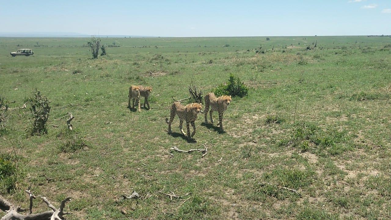 Nairobi to Masai Mara Safari & Masai Village Day Trip
