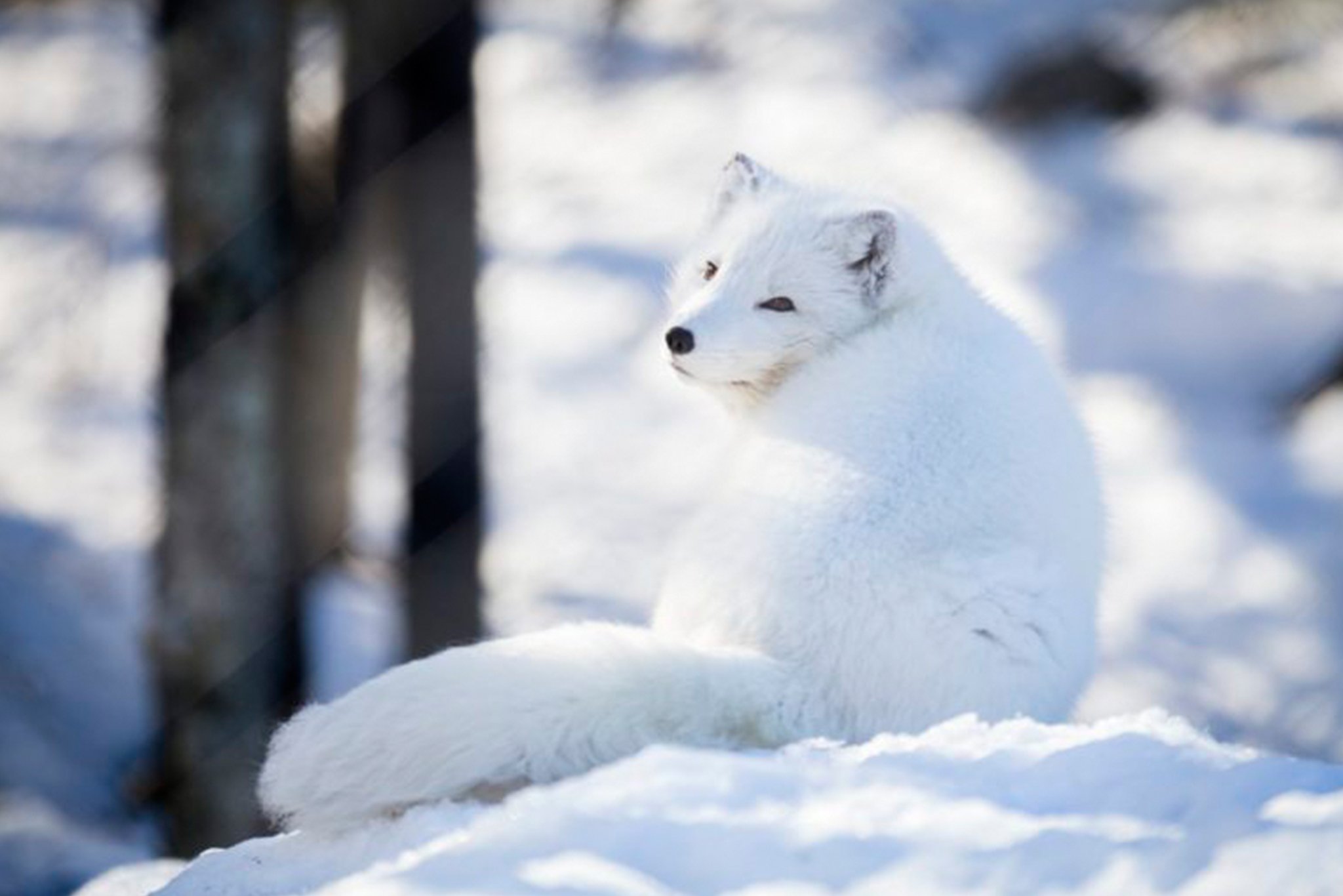 Ranua Arctic Zoo Day Trip with Guided Transfer & Lunch from Rovaniemi