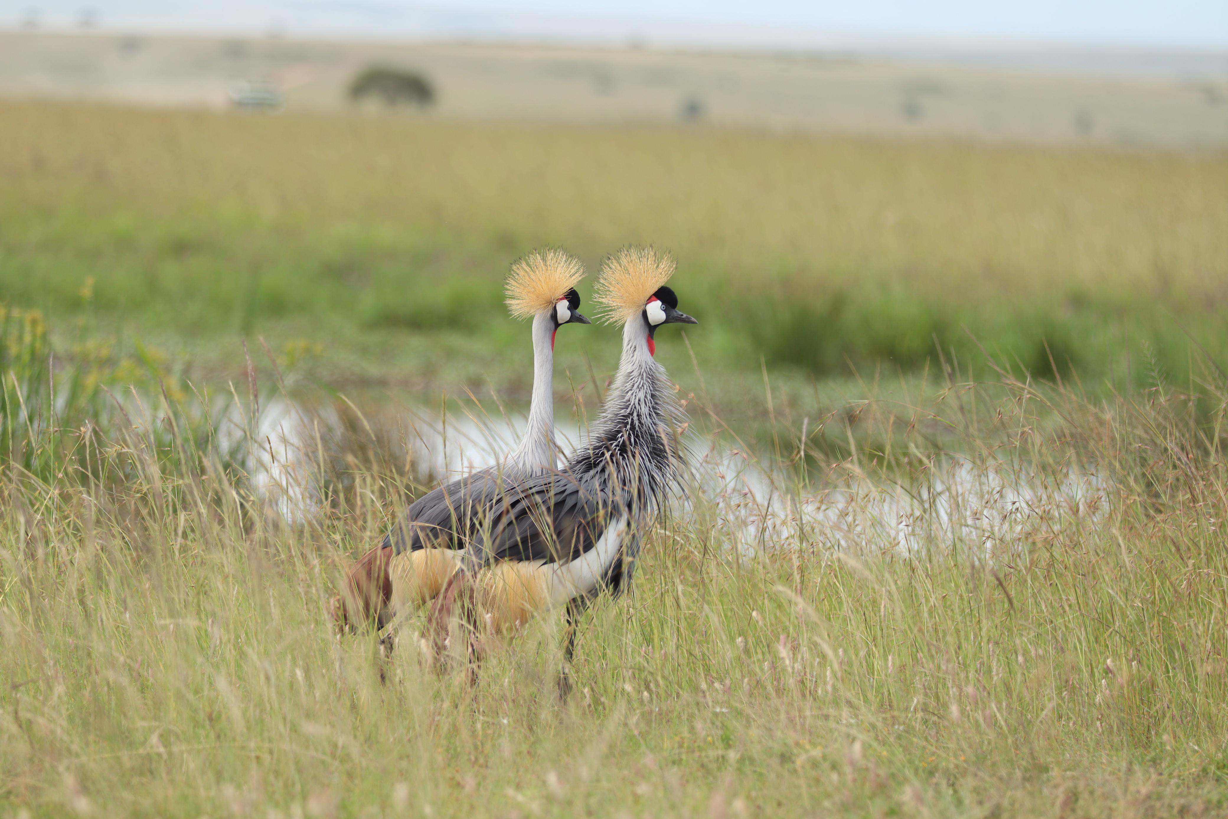 Maasai Mara Express: 1-Day Safari from Nairobi