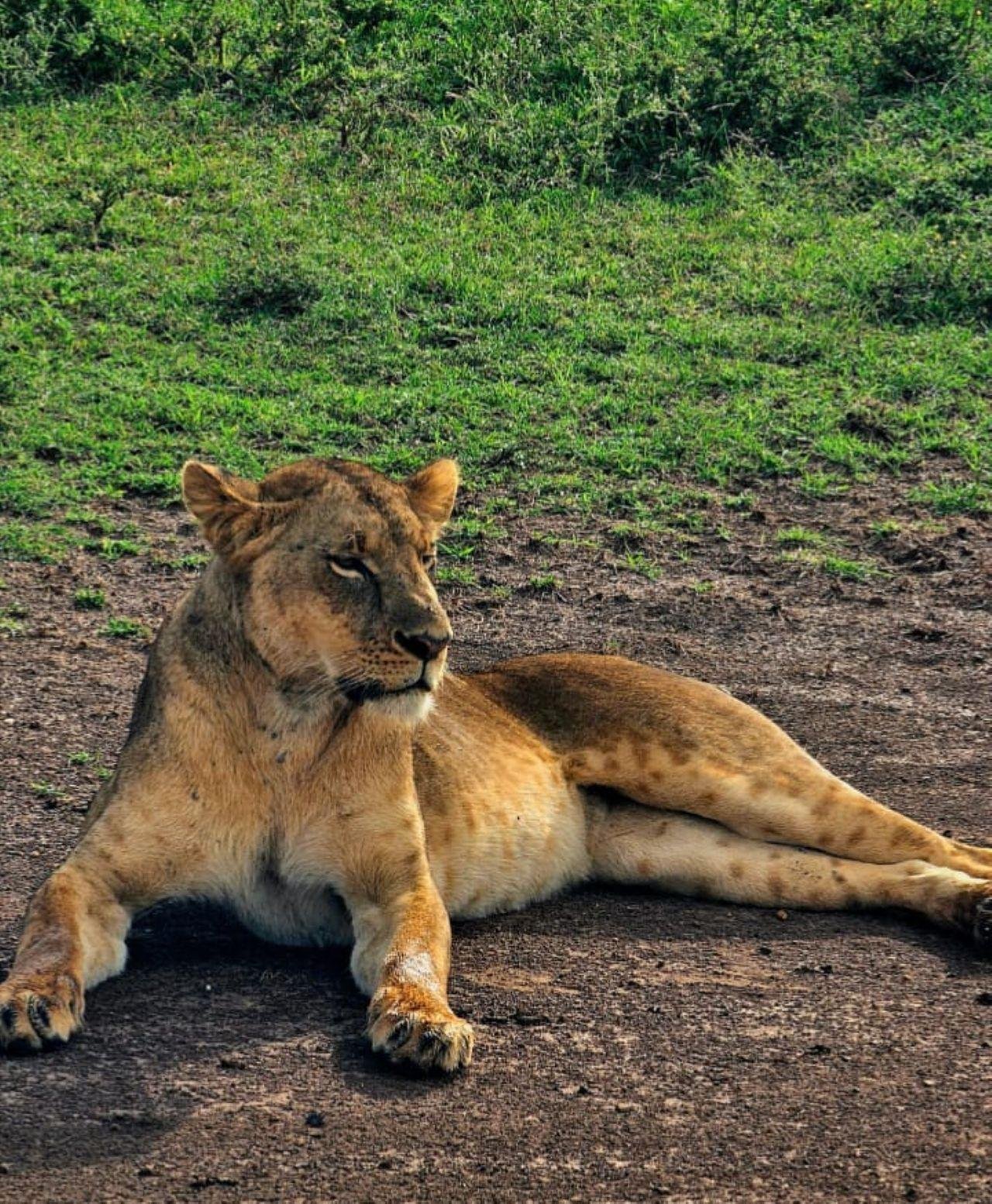 Nairobi Safari: National Park, Elephant Orphanage & Giraffe Center