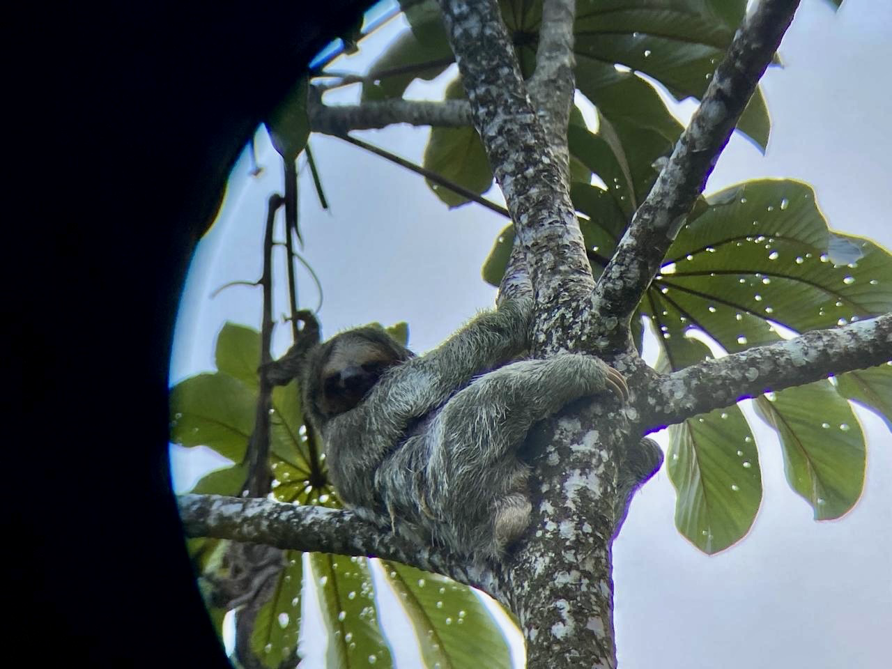 La Fortuna Private Rainforest Sloth Tour with Guaranteed Sighting