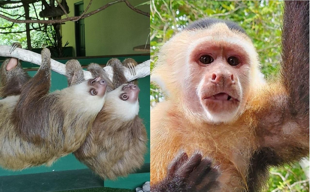 Panama Wildlife Discovery: Monkey Island, Sloths & Canal Boat Tour