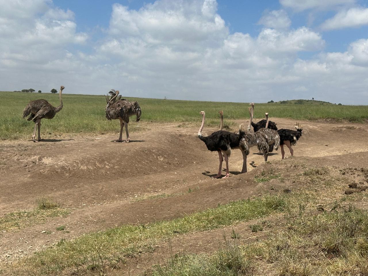 Nairobi National Park 5-Hour Guided Safari