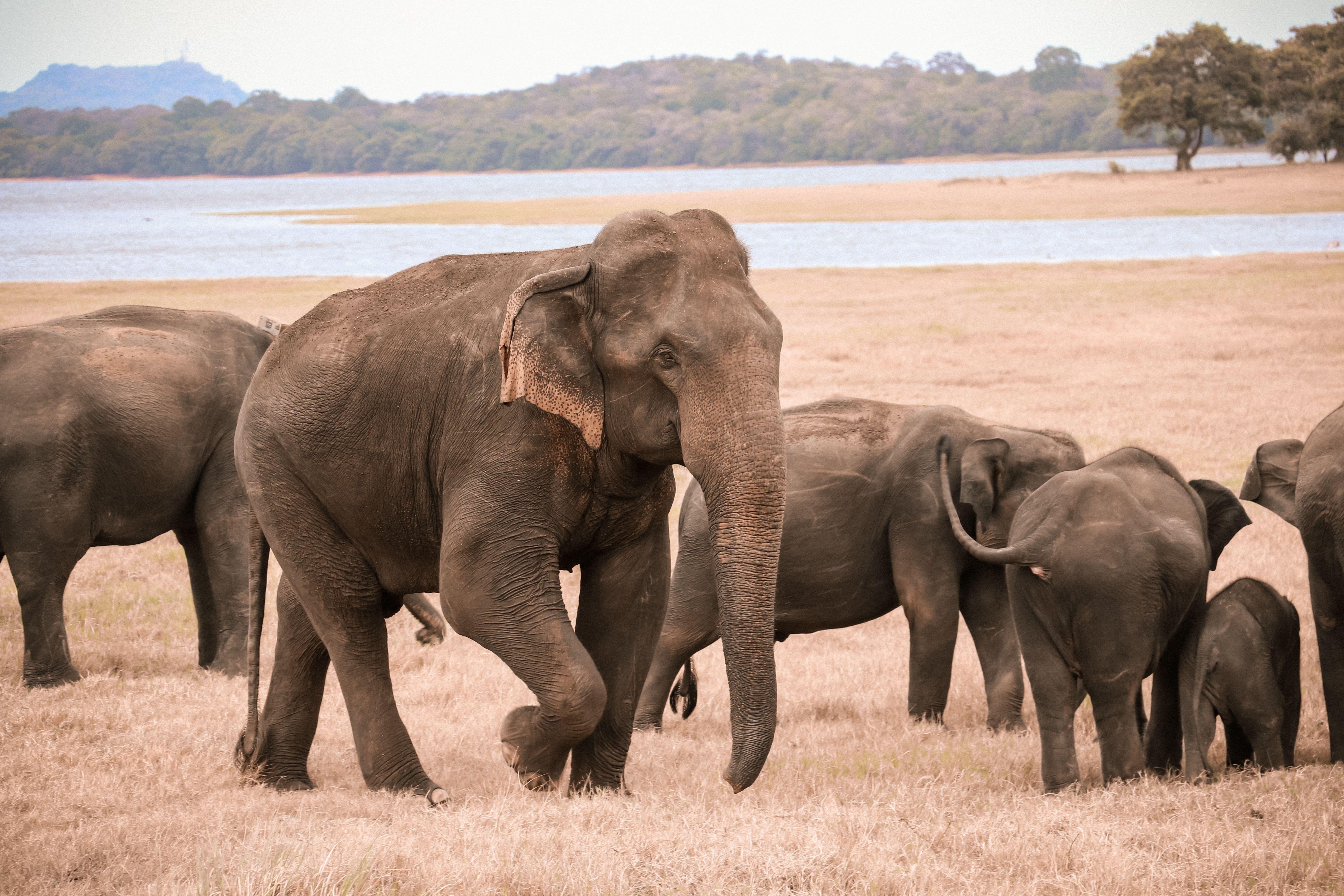 Minneriya National Park Wildlife Safari from Sigiriya