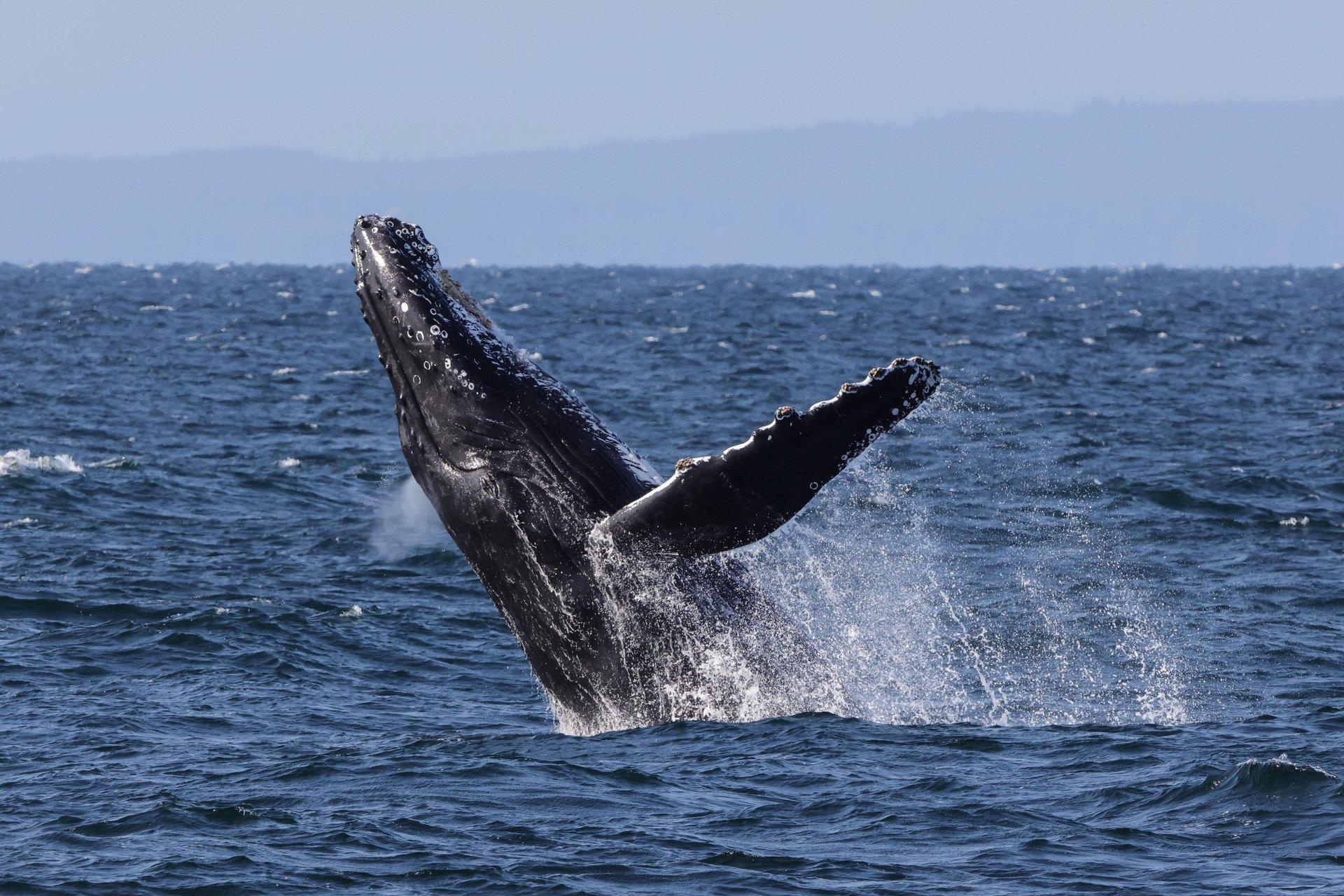 Orca dorsal fin breaking the Salish Sea off Vancouver — resident pod sighting from the catamaran
