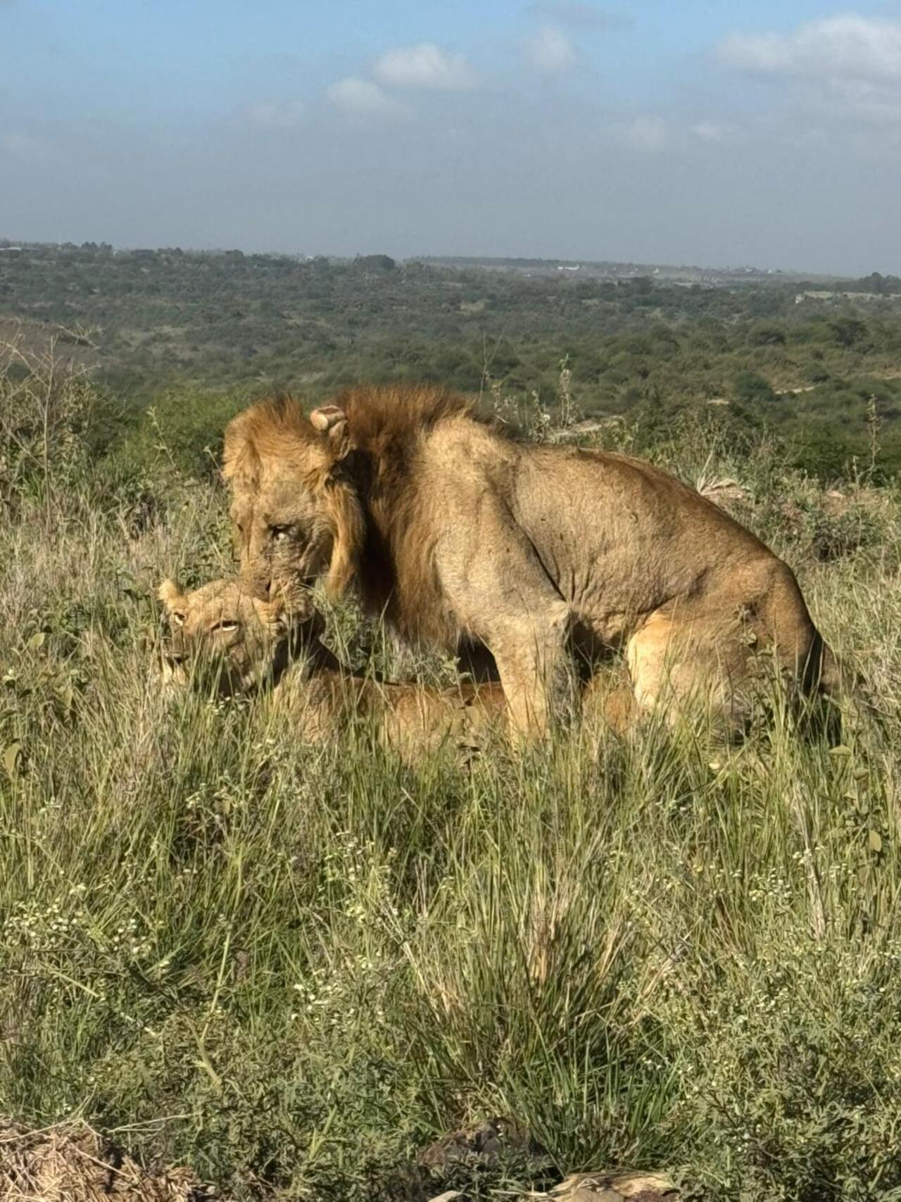 Nairobi National Park 5-Hour 4x4 Wildlife Safari