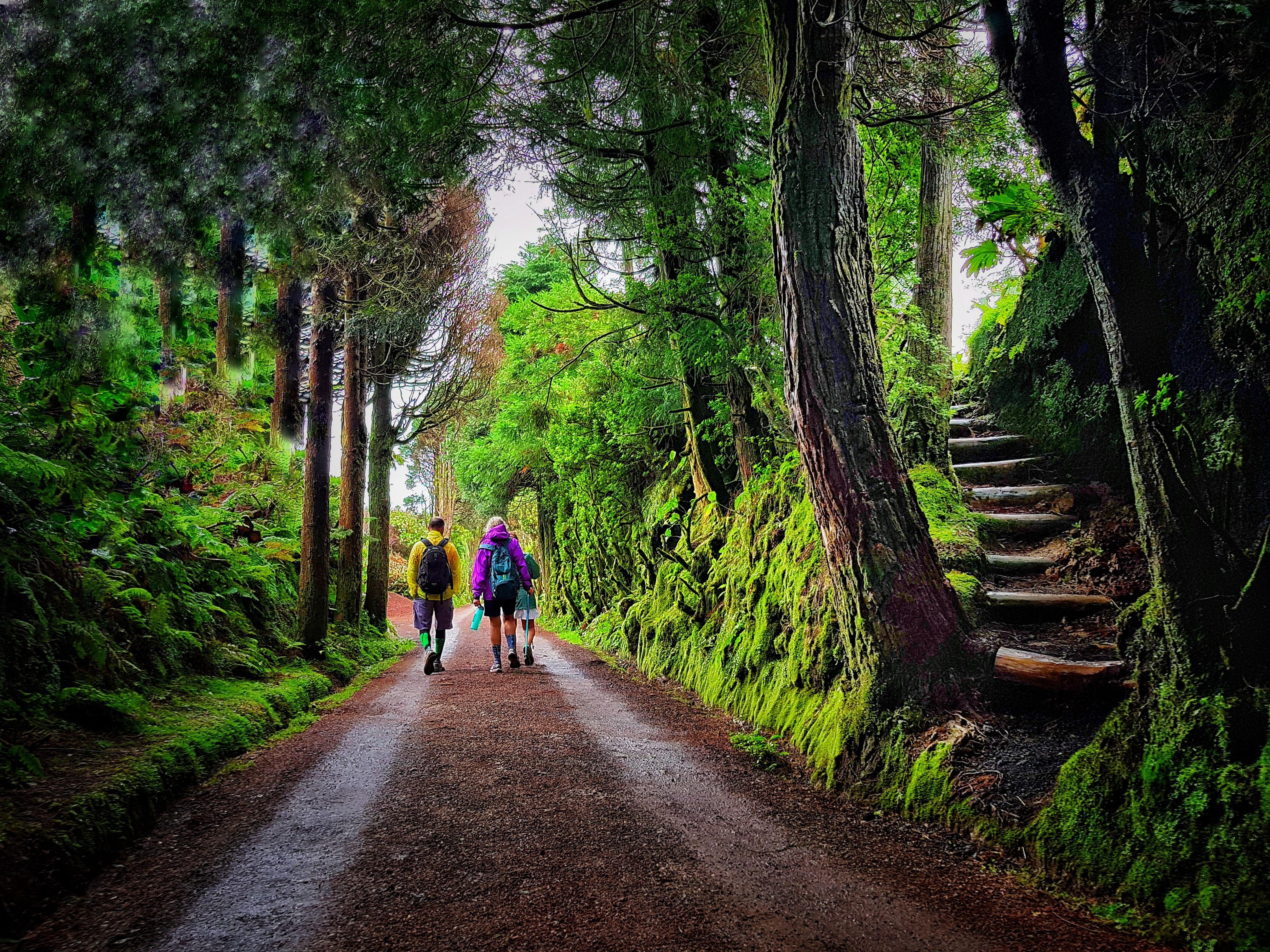 Two hikers following a mossy forest road on São Miguel