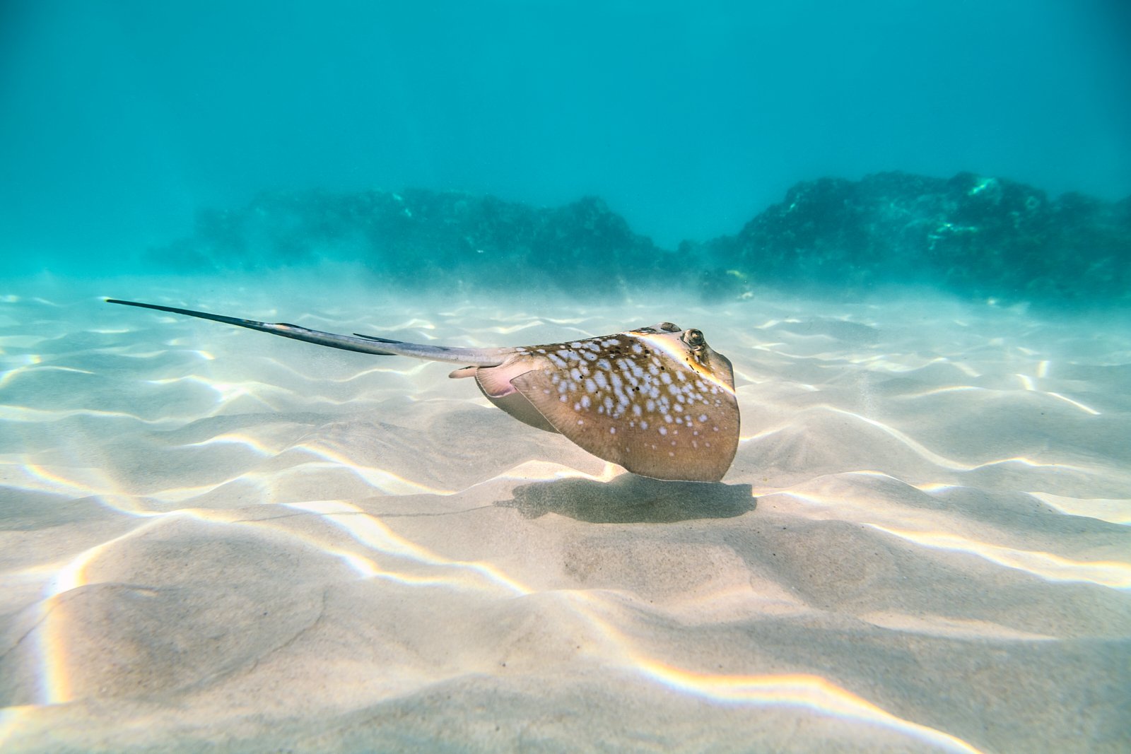 Cairns barrier reef tour to Upolu Reef — photo 7