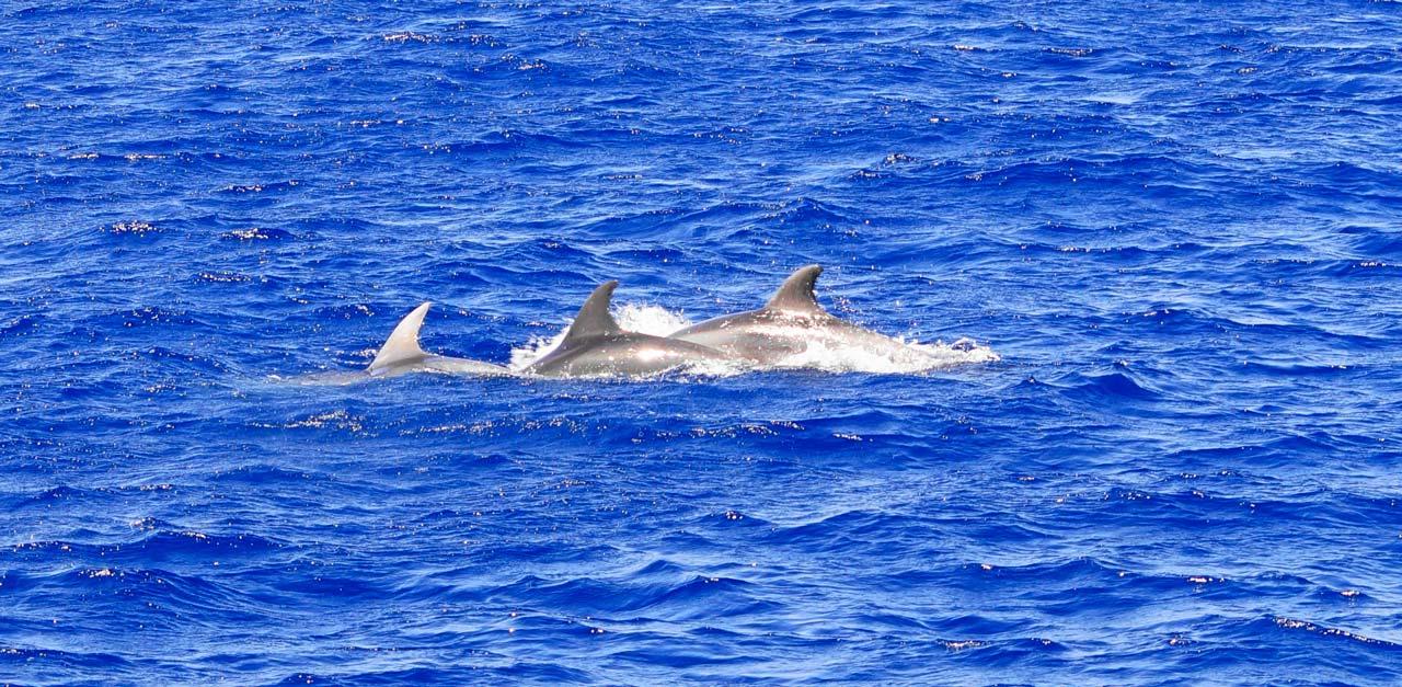 Dolphin Watching Cruise from Santa Ponsa
