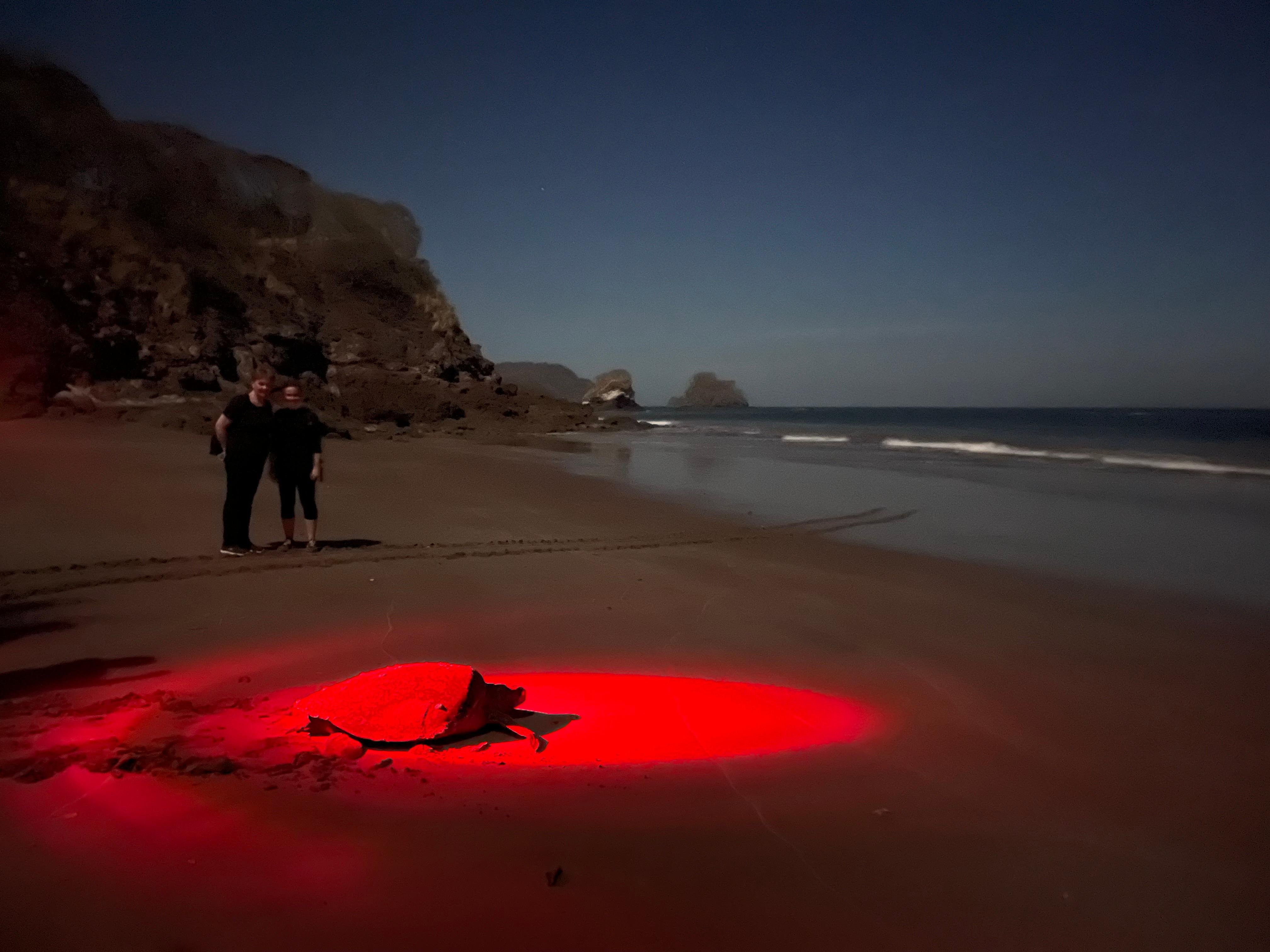 Nighttime Sea Turtle Observation with Naturalist Guide