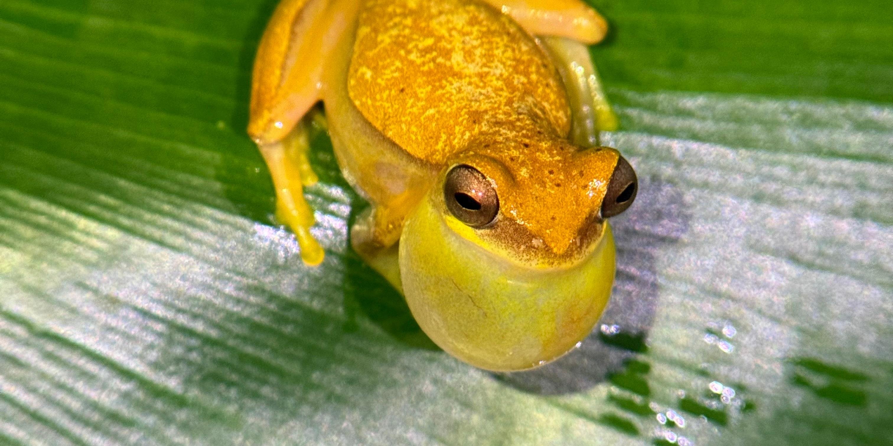 Manuel Antonio Night Wildlife Walk with Expert Naturalist