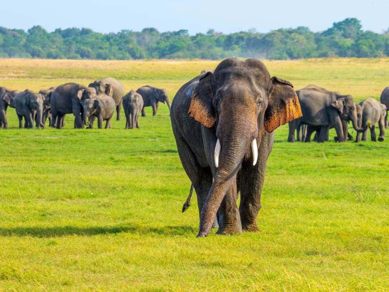 Minneriya National Park Wildlife Safari from Sigiriya