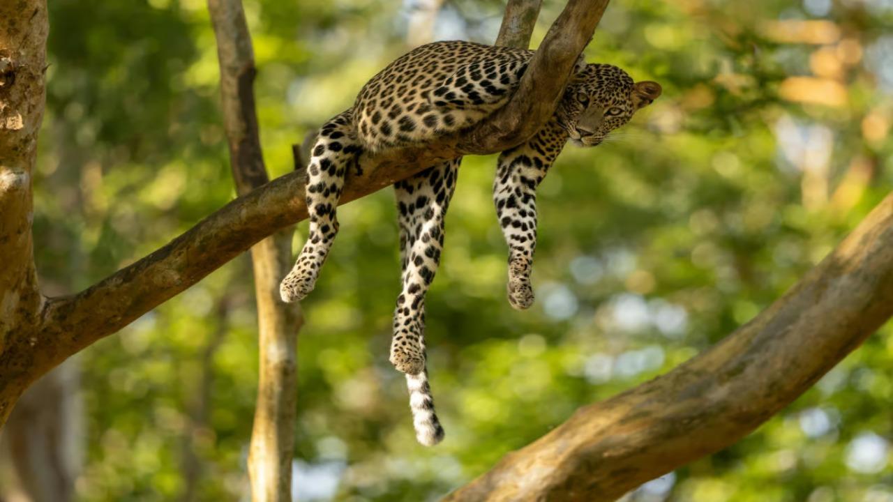 Private Yala National Park Safari with All-Inclusive Transfers