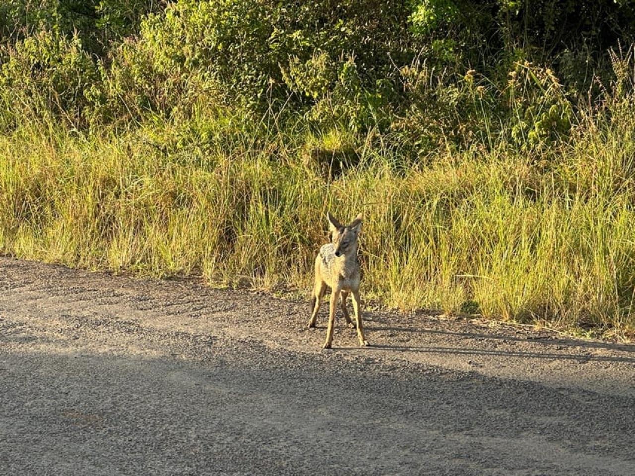 Nairobi Wildlife & History Day Tour