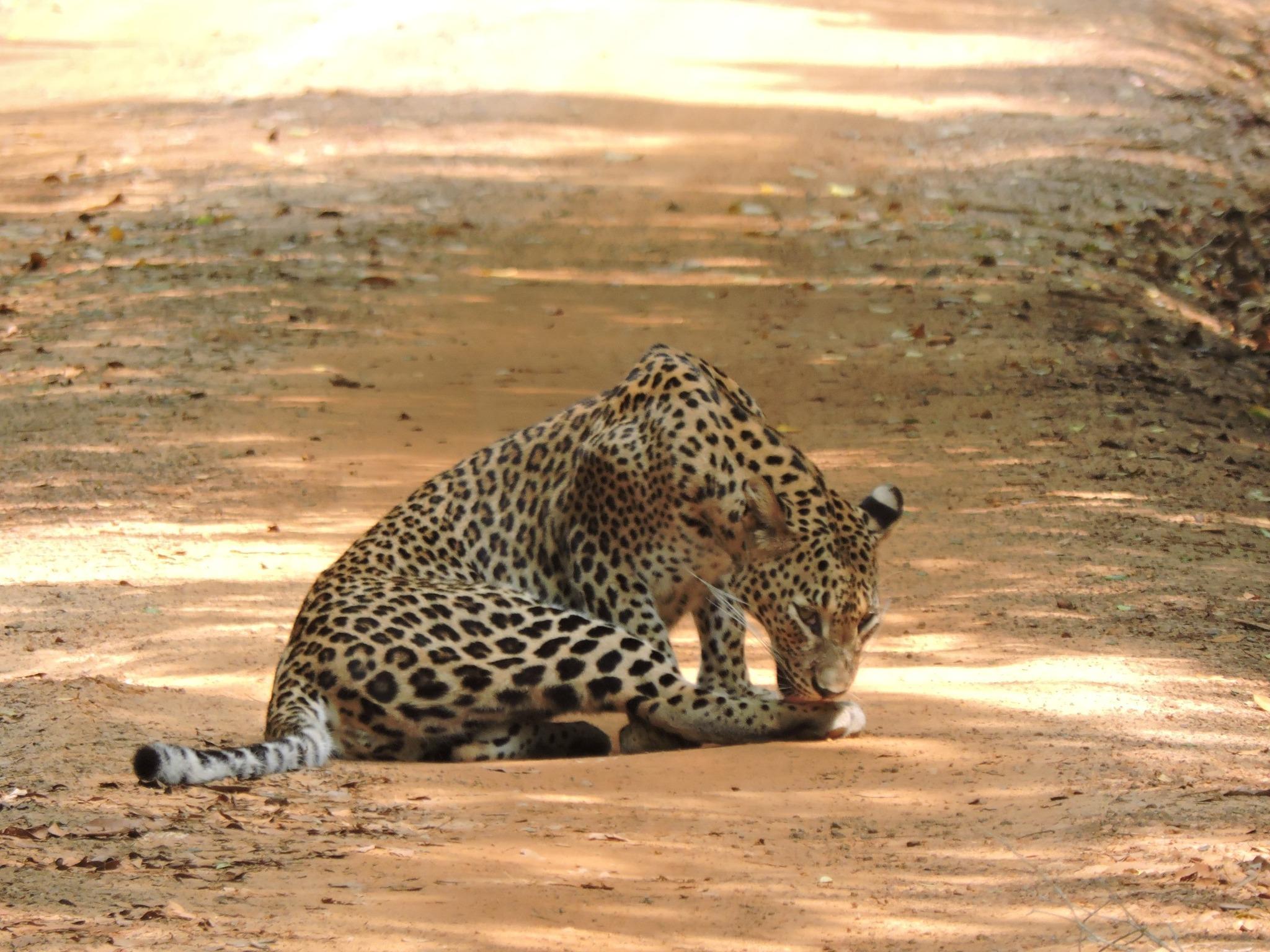 Full-Day Wilpattu National Park Leopard Safari from Anuradhapura