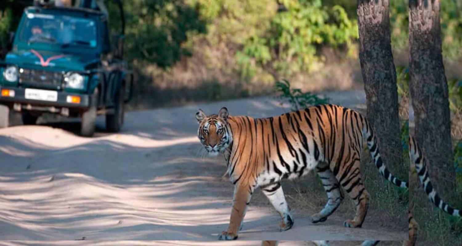 3-Day Ranthambore Tiger Safari Expedition from Delhi