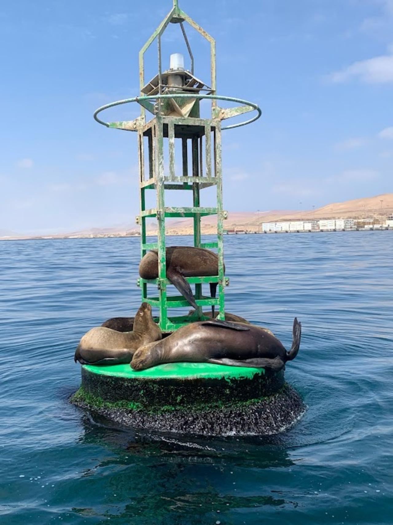 Excursión de un día a Paracas y Huacachina: vida silvestre, aventura en el desierto y cata de vinos