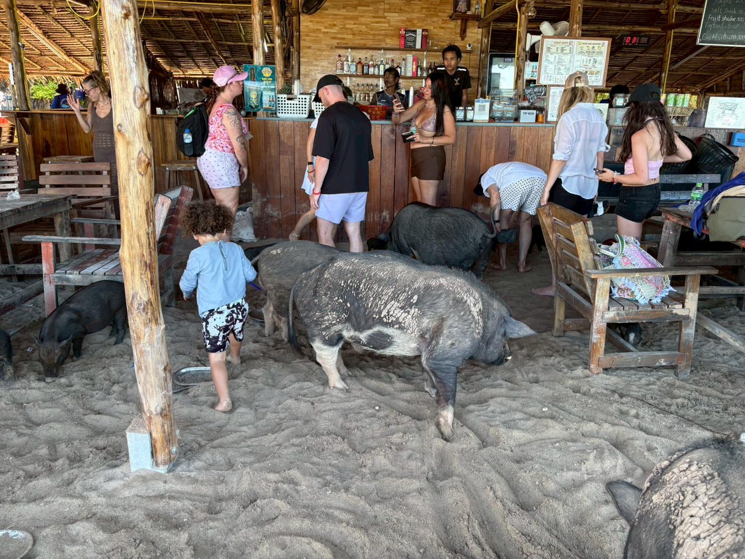 Koh Samui Catamaran Cruise: Pig Island & Koh Tan Snorkeling