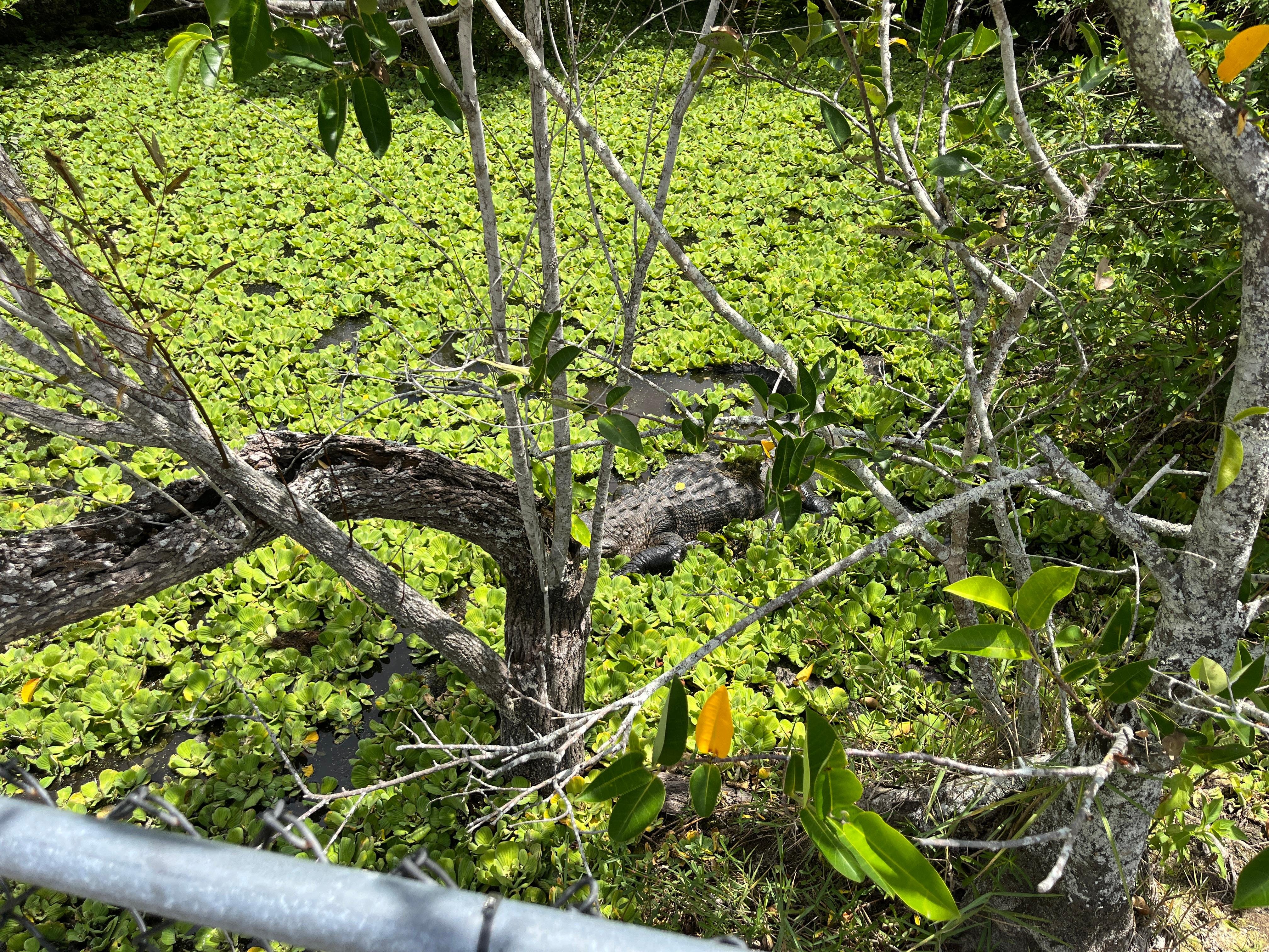 Miami: Everglades Small-Group Guided Tour in French