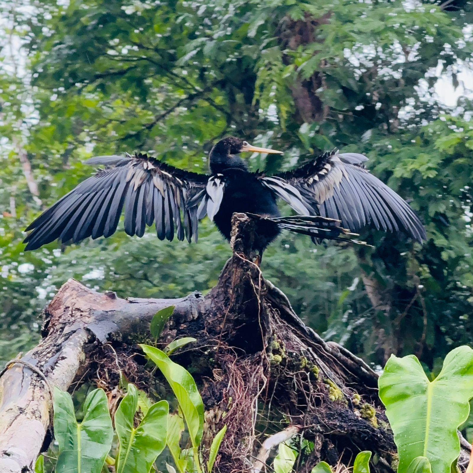 Tortuguero National Park Canoe Wildlife Tour