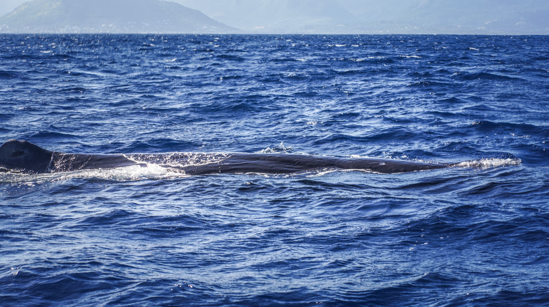 Dolphin Encounter & Whale Watching Expedition