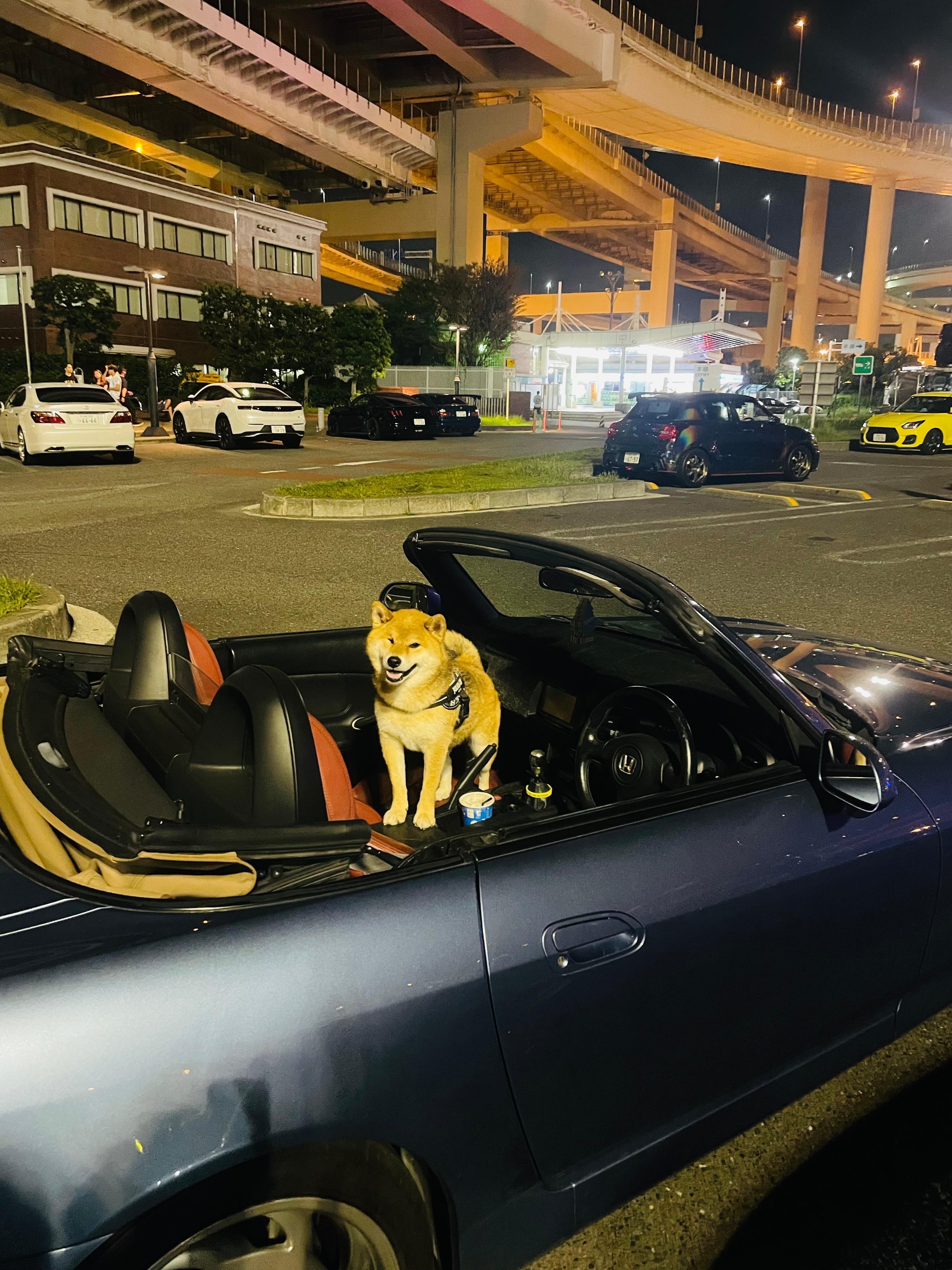 Tokyo JDM Club Night Drive: Daikoku, C1 Loop & Iconic Landmarks