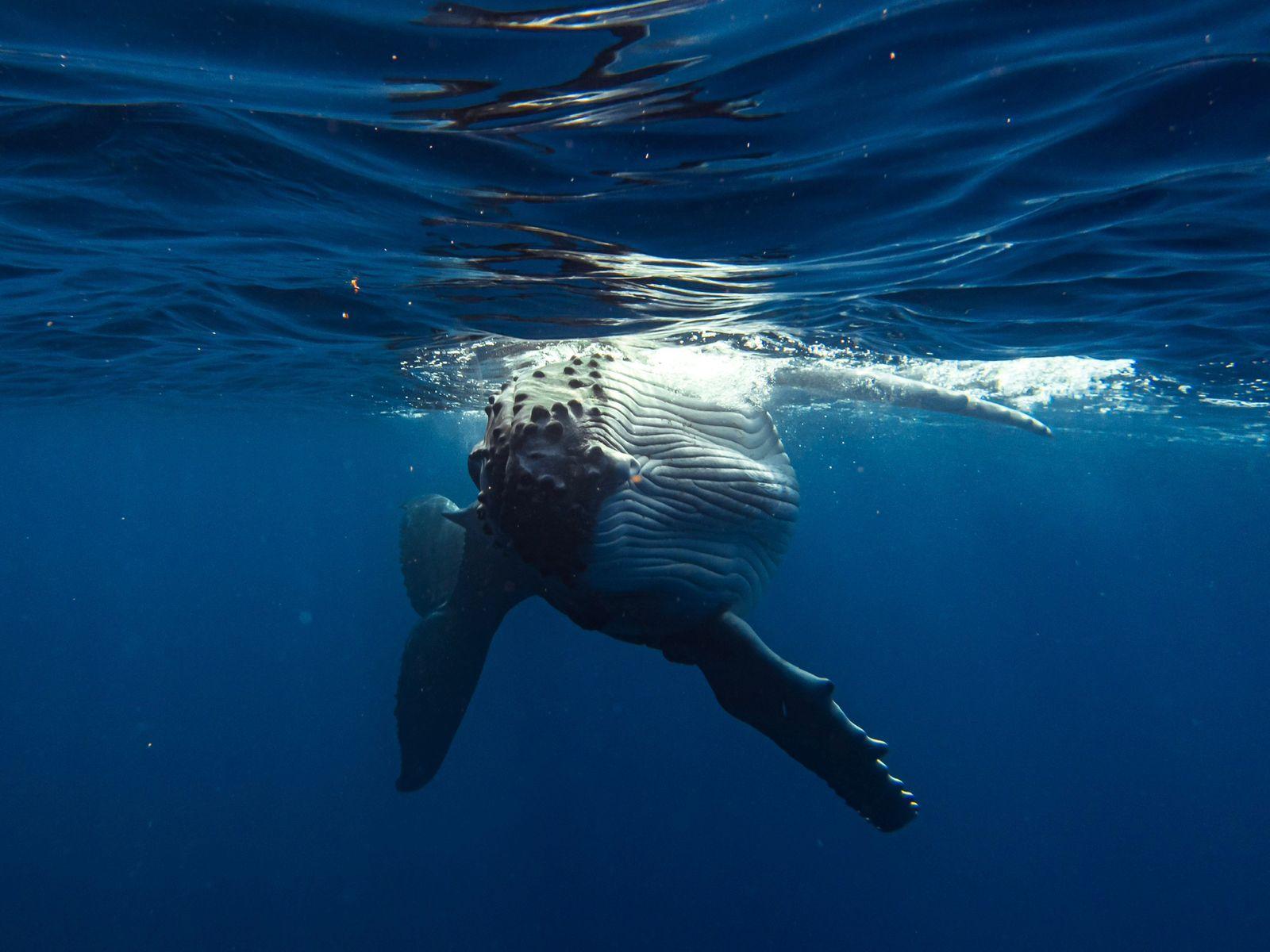 Tahiti Humpback Whale Watching Expedition