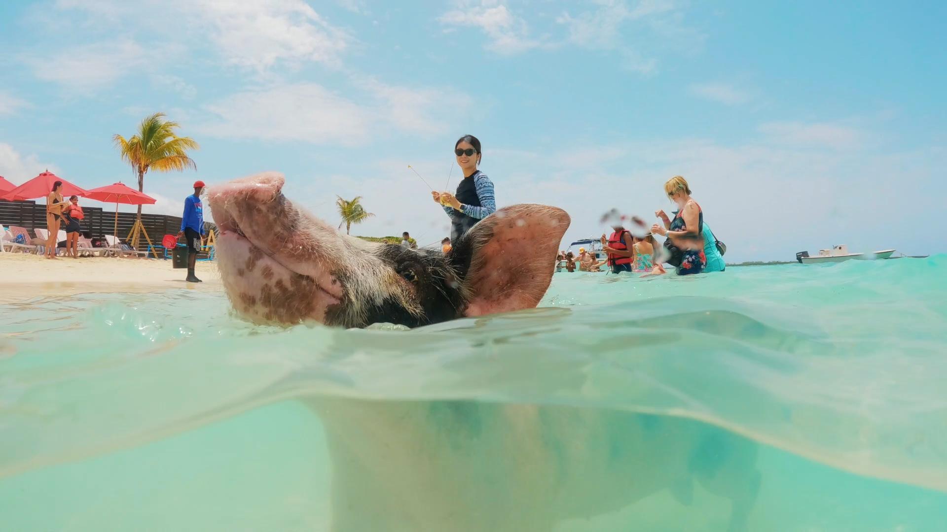 Mansa Bay Private Island Escape: Pigs, Jet Skis & Snorkeling