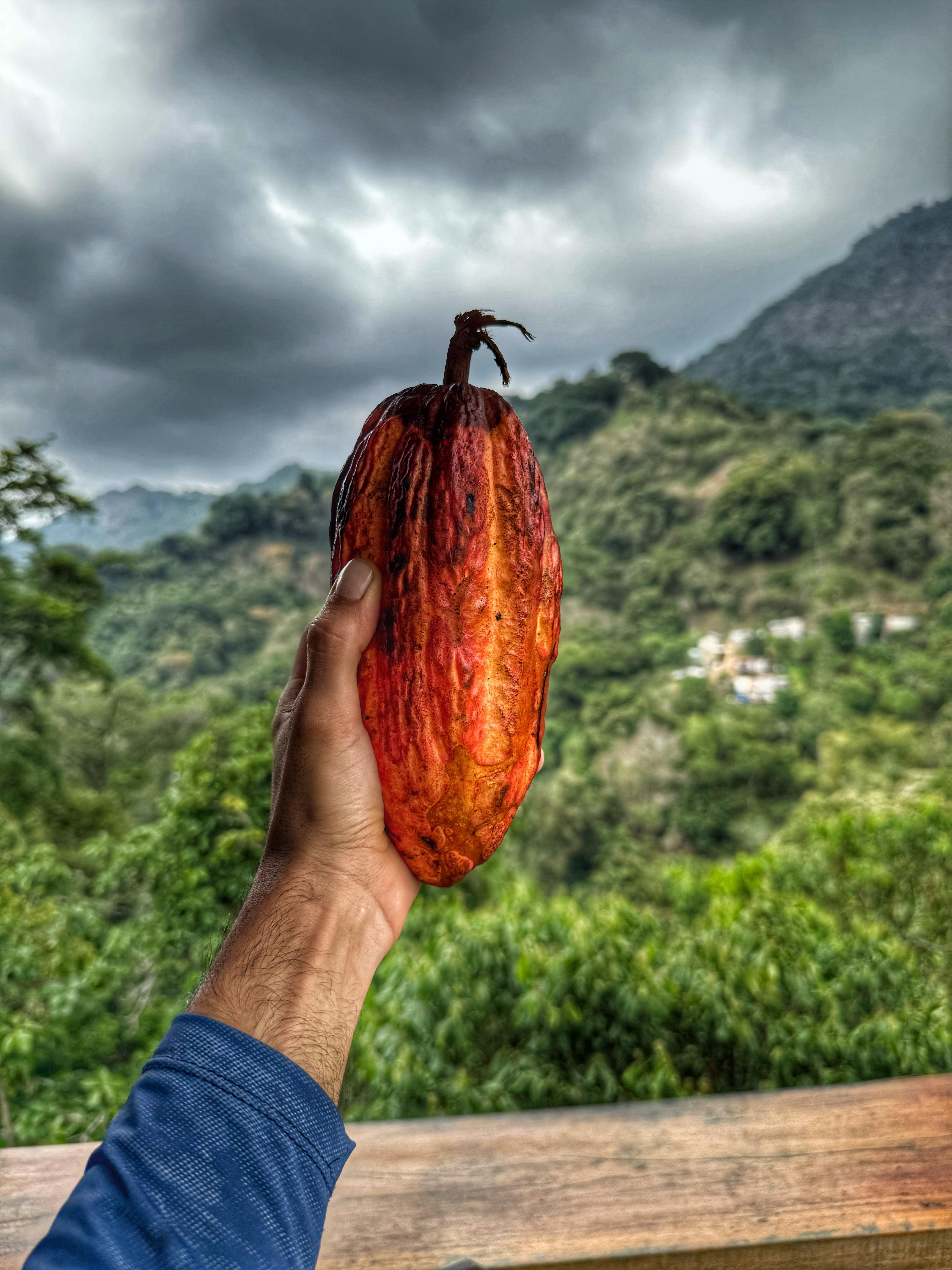 Minca Mountain Experience: Coffee, Cocoa & Waterfalls