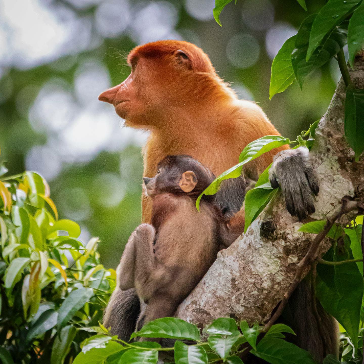 Kinabatangan River Wildlife Cruise & Dinner from Sandakan