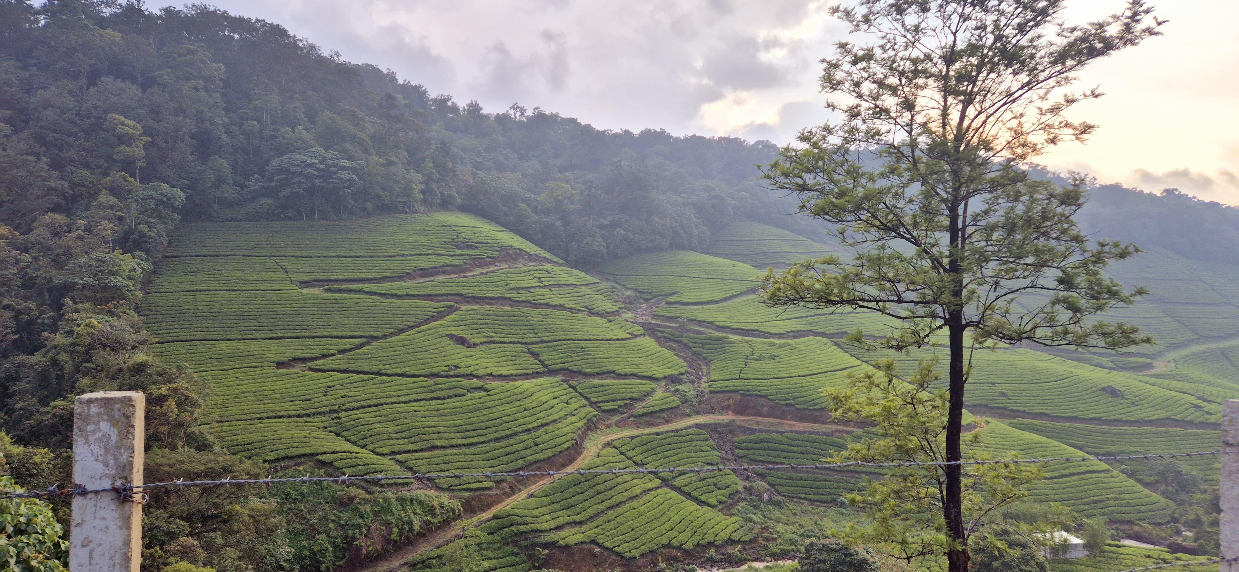 Munnar Wild Elephant Jeep Safari & Waterfall Tour