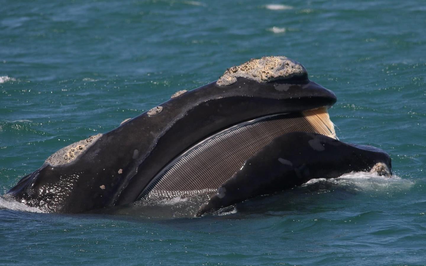 Gansbaai Shark Cage Diving & Whale Watching Combination