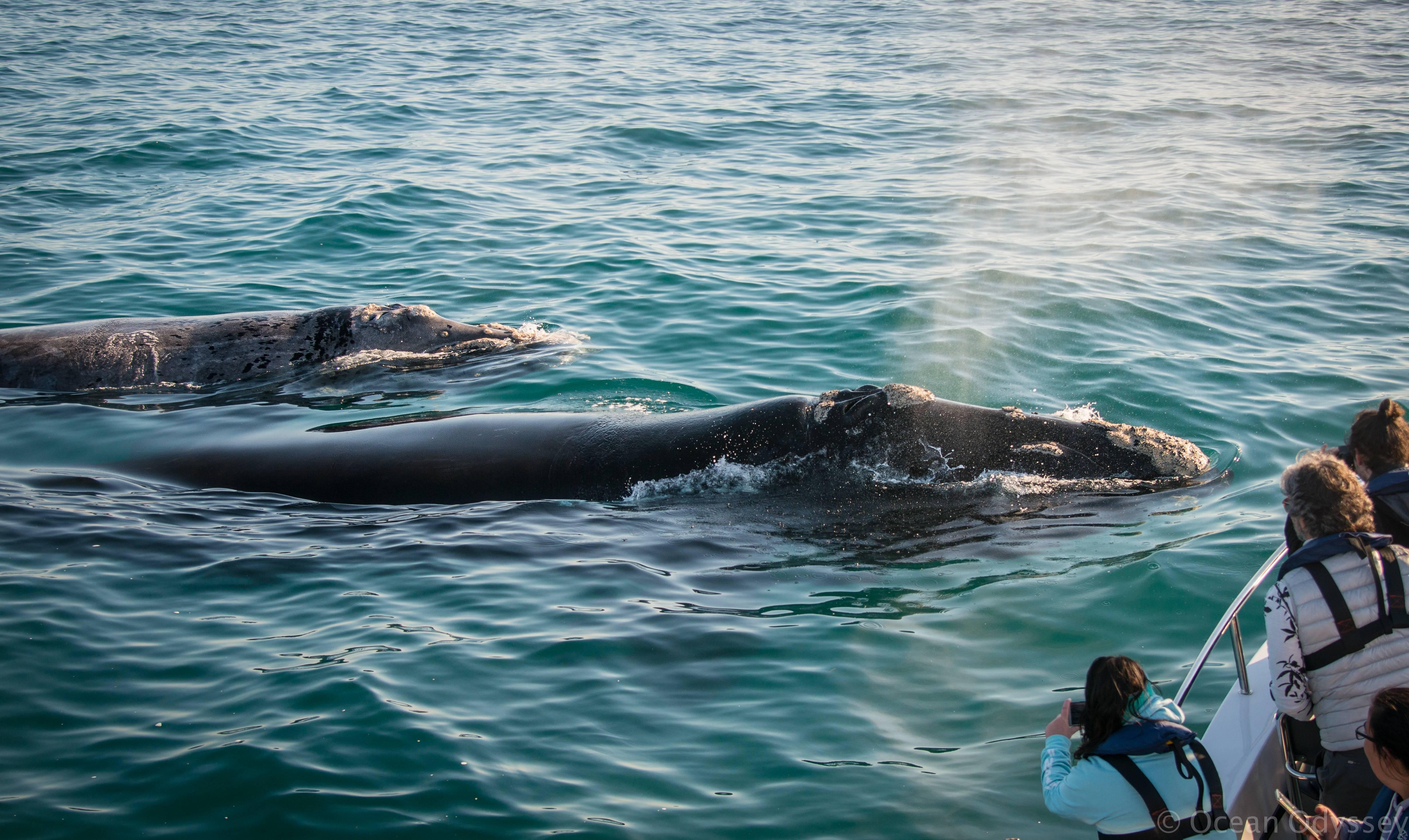 Knysna Whale Watching: Close Encounter Boat Tour
