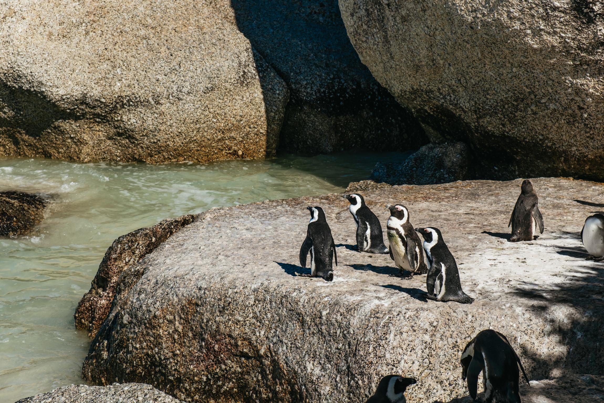 Cape Peninsula & Boulders Penguin Colony Full-Day Tour