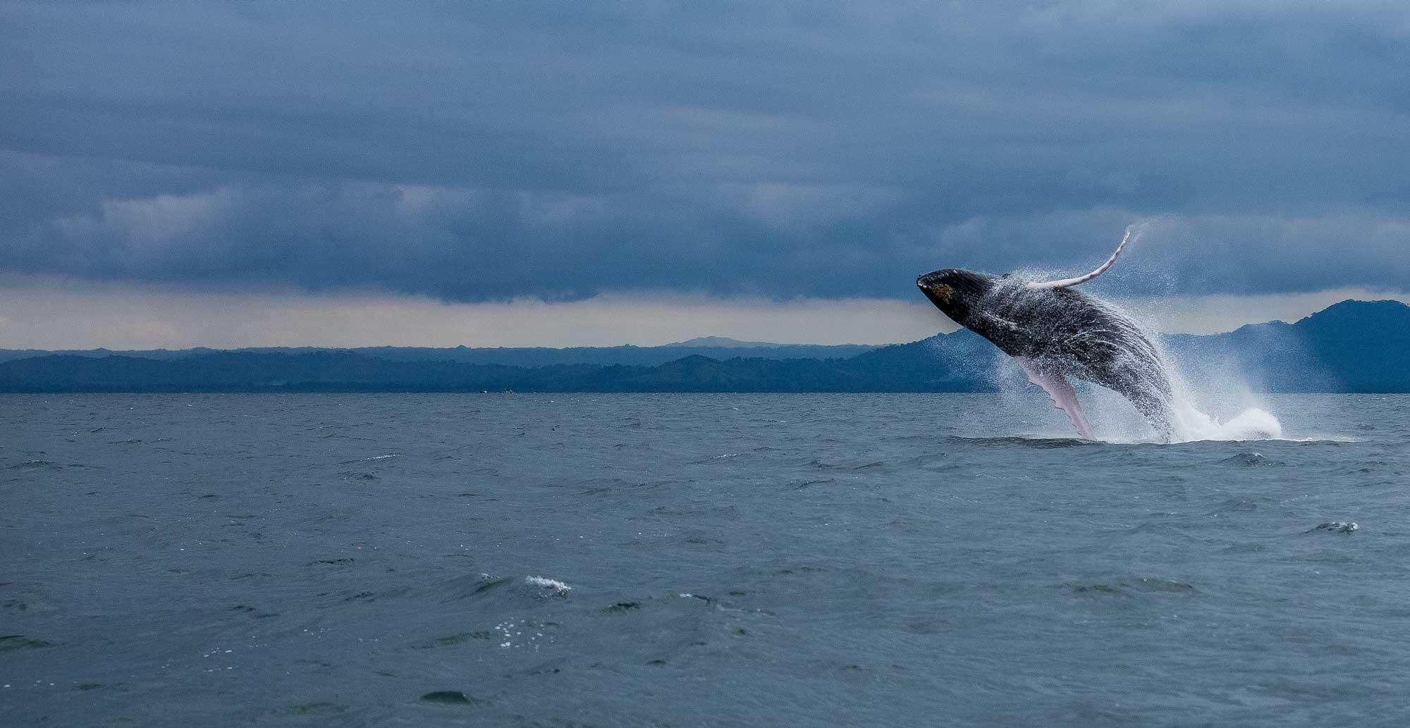 Samaná Bay Humpback Whale Watching Expedition
