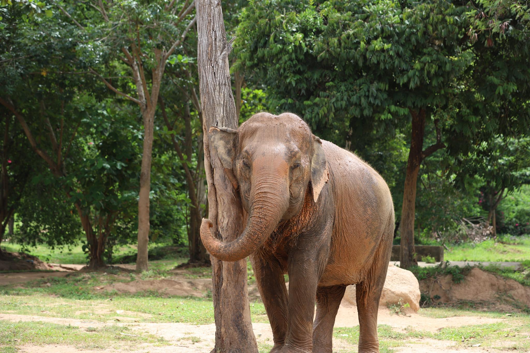 Samui Ethical Elephant Sanctuary Half-Day Experience