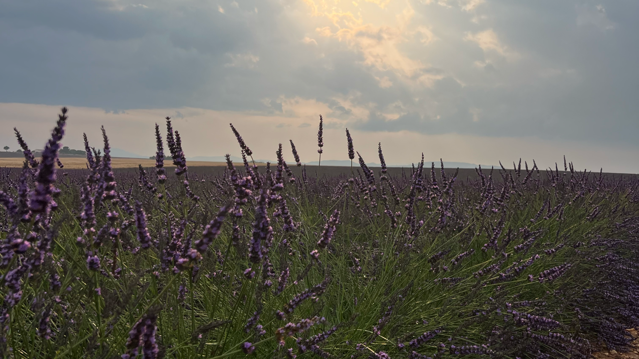 Valensole lavender fields in Provence — guided lavender tour photo 8