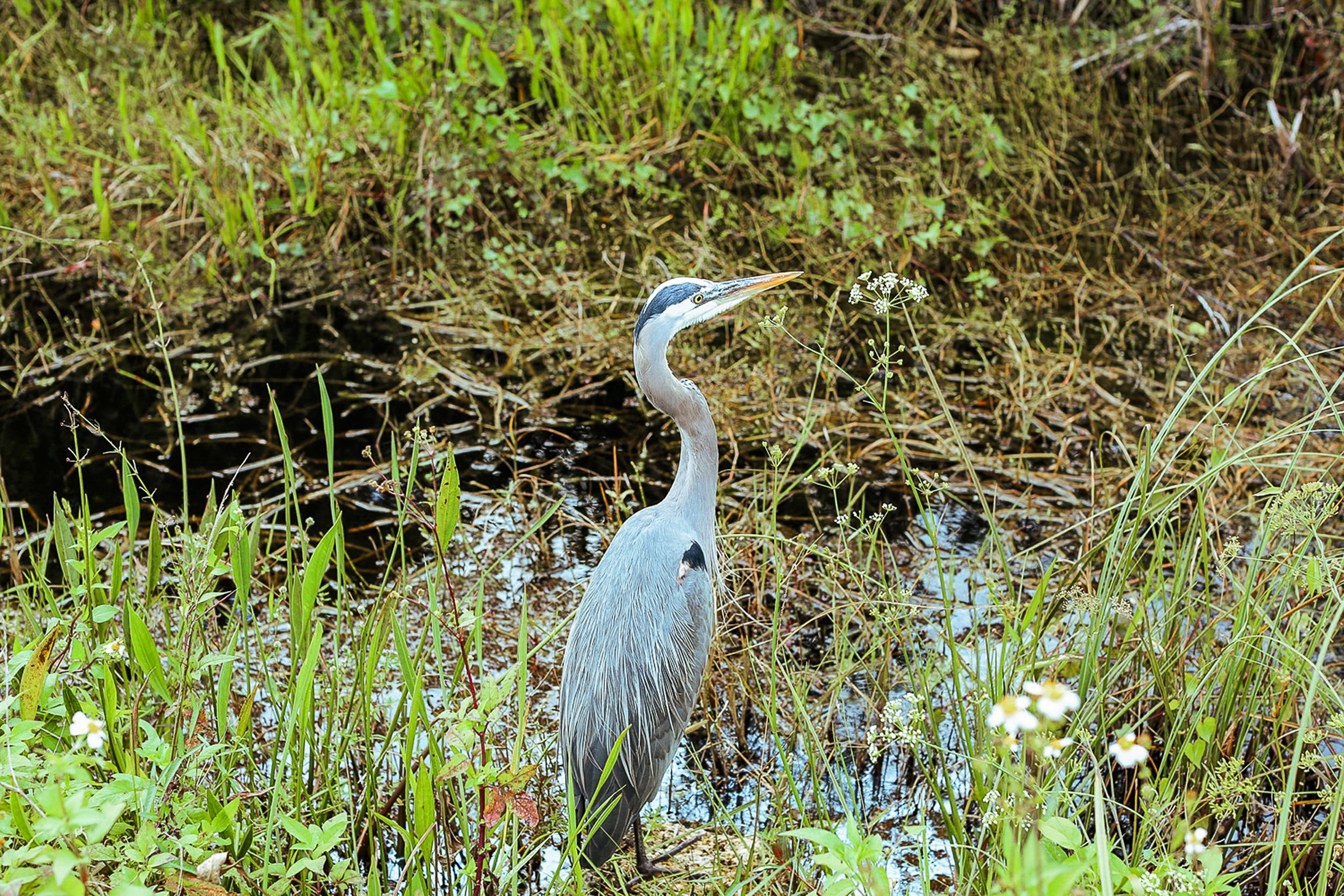 Everglades Airboat Adventure & Alligator Exhibition