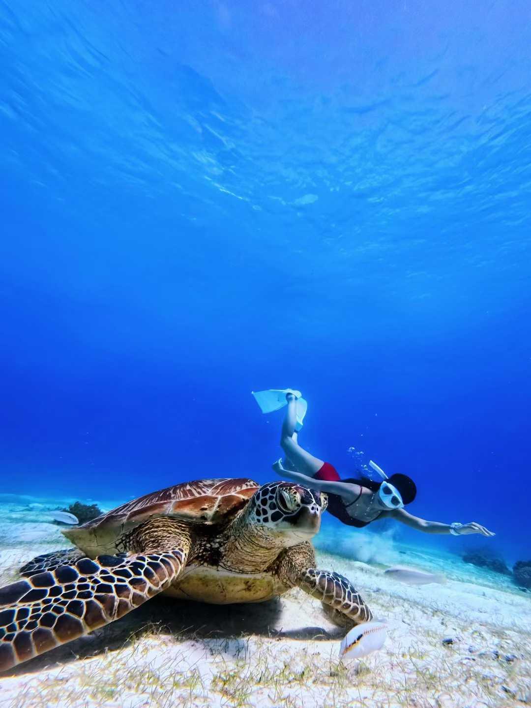 Dolphin Watching, Balicasag Snorkeling & Virgin Island Tour