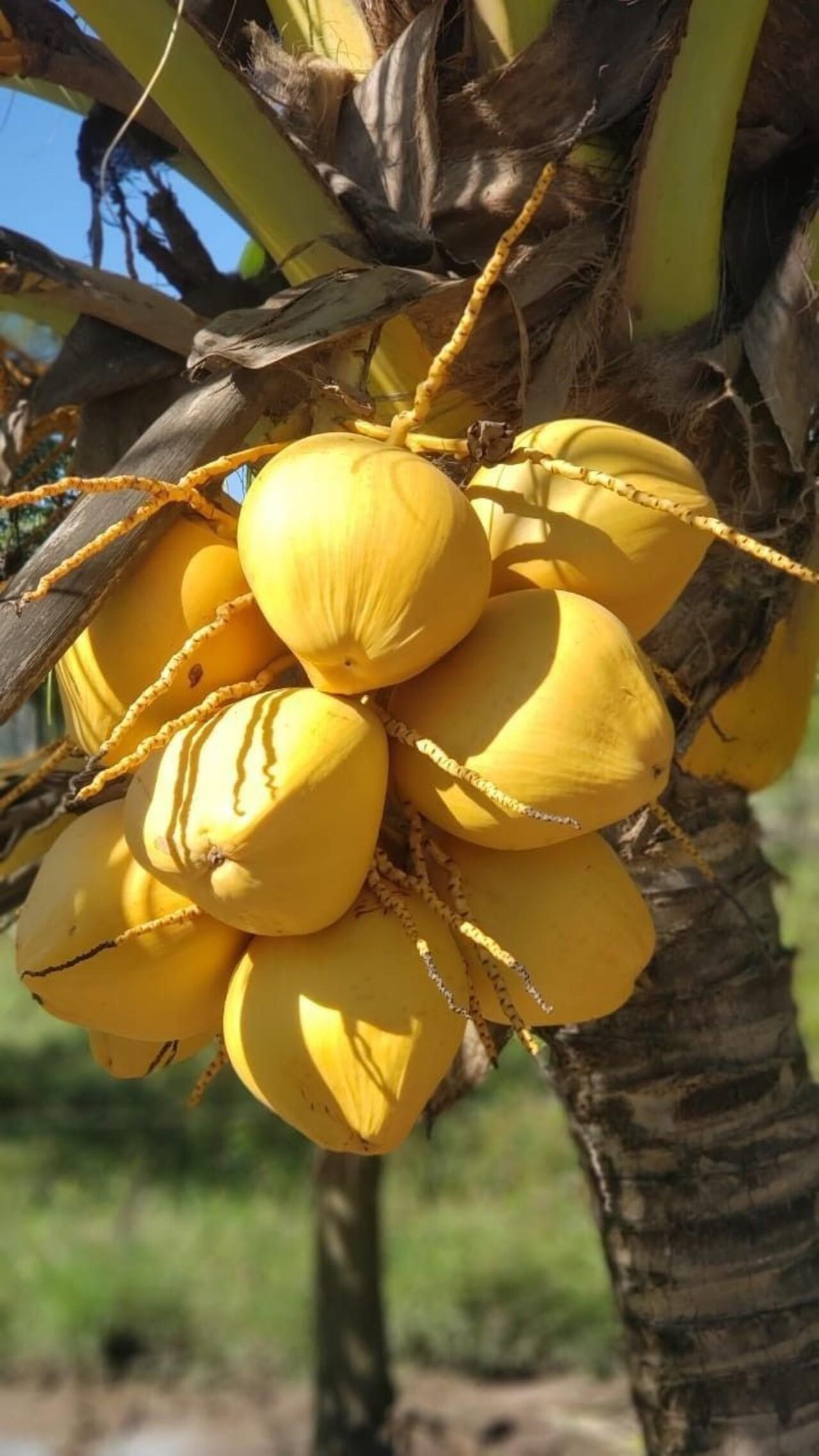 Zanzibar Private Spice Farm Tour with Local Guide