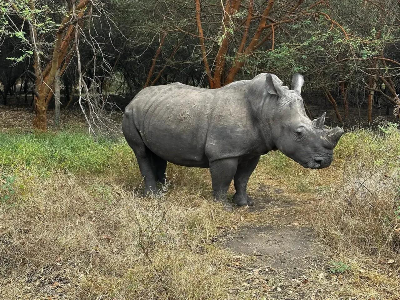 Private Safari at Bandia Reserve & Pink Lake Excursion