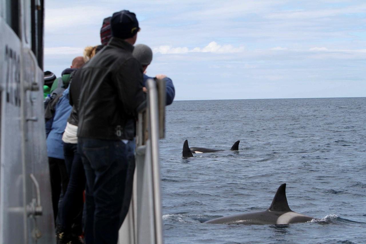 Aventura de avistamiento de ballenas en la península de Snæfellsnes