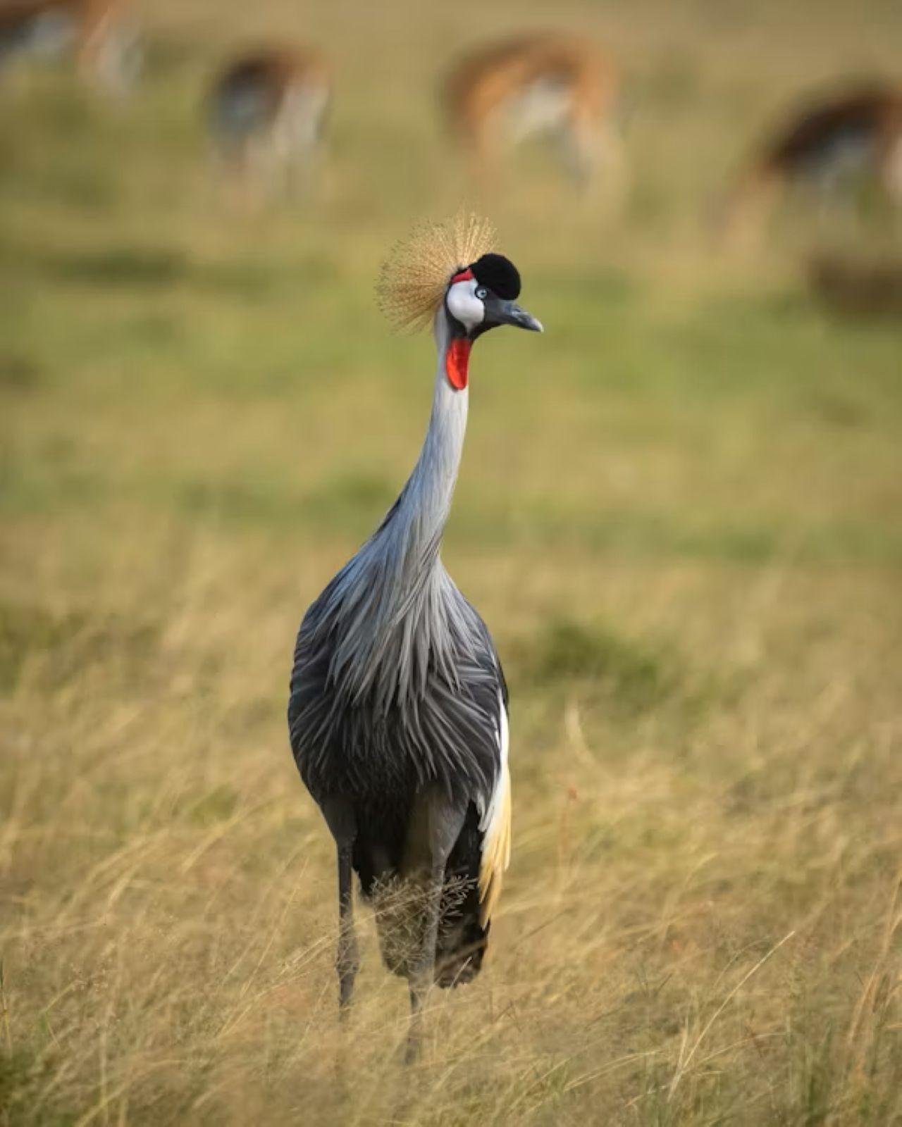 3-Day Maasai Mara Shared Jeep Safari from Nairobi