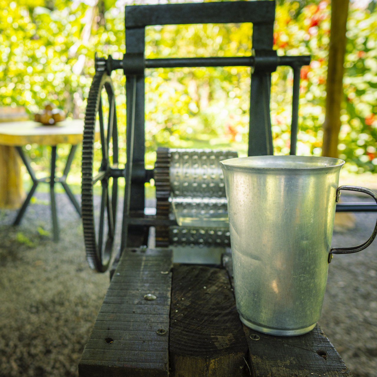 La Fortuna Sloth & Rainforest Experience with Cooking Class