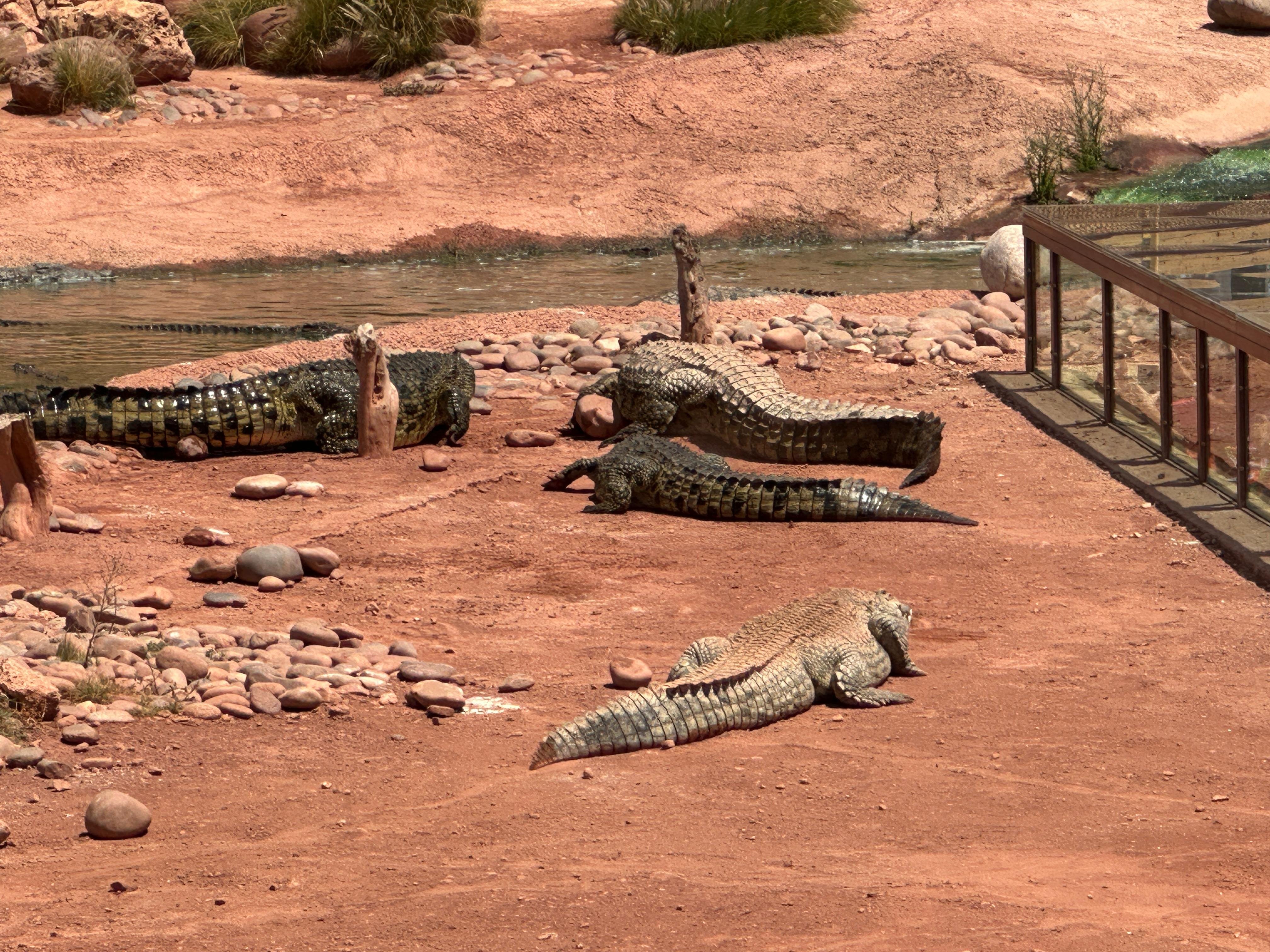 Agadir: Argan Goats and Crocoparc Excursion