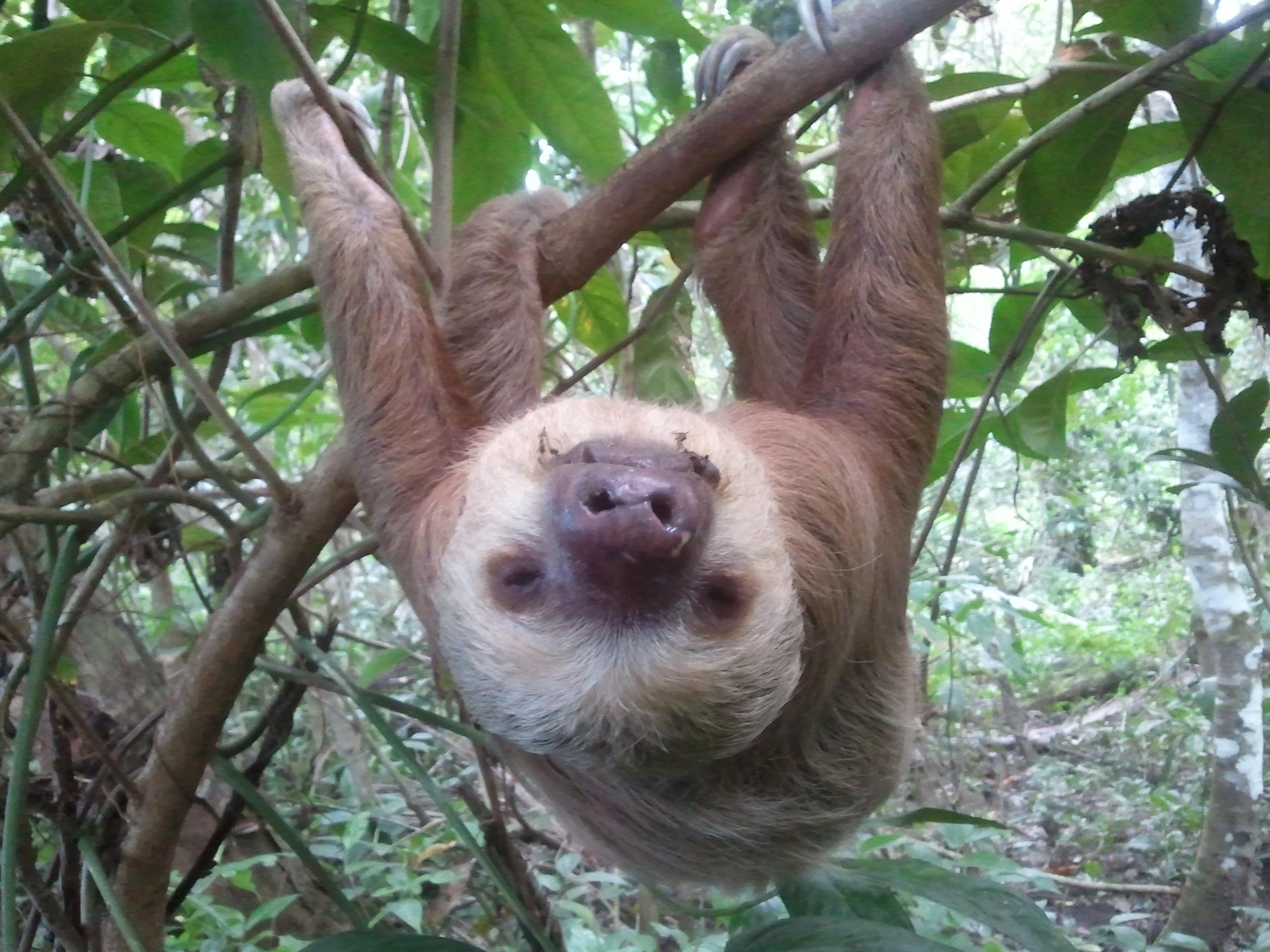 Sirena to La Leona: Full-Day Corcovado Trek