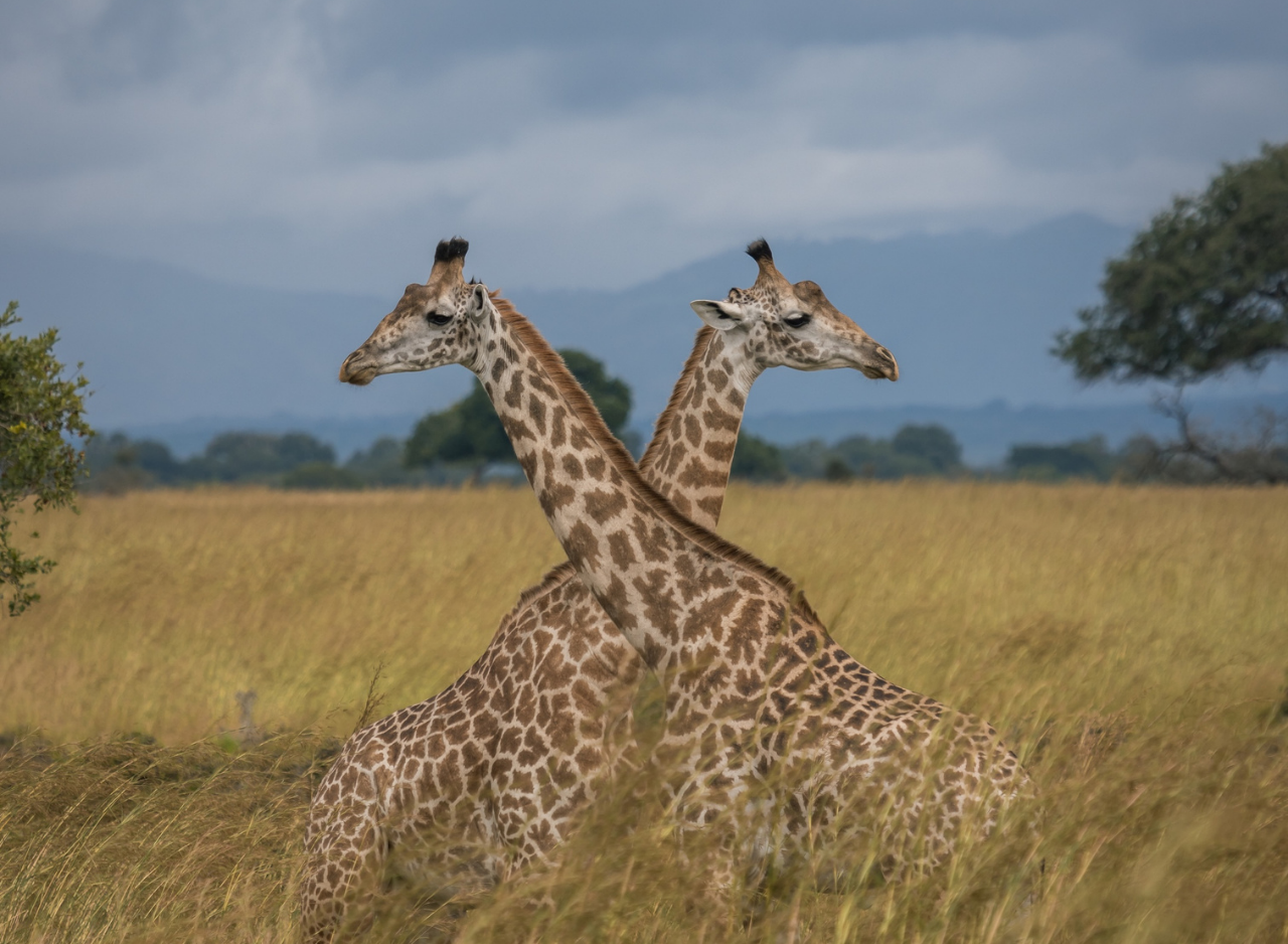 Zanzibar to Mikumi: Fly-In Safari Day Trip by Twin-Engine Plane